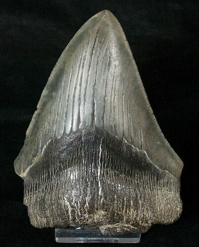 Partial Fossil Megalodon Tooth #17259